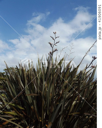 ニューサイランのオレンジ色の花の写真素材