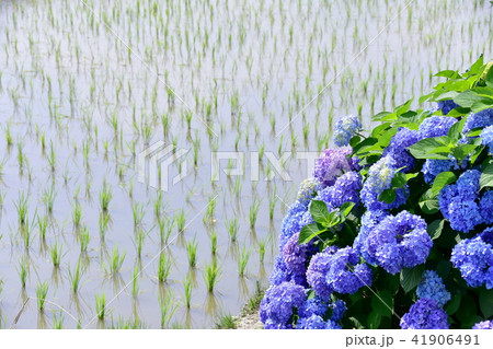 水田脇の紫陽花 水田脇の紫陽花 41906491