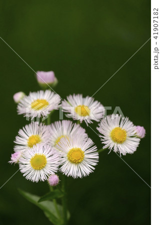 植物写真 ヒメジオン ミドリバック 山野草 可憐 コピースペース 雑草の美しさ 美味しいヒメジオンの写真素材