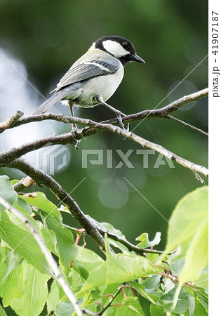 風景鳥写真 シジュウカラ 野鳥 踏ん張るシジュウカラの子供 威嚇するシジュウカラの子供 飛行練習の写真素材