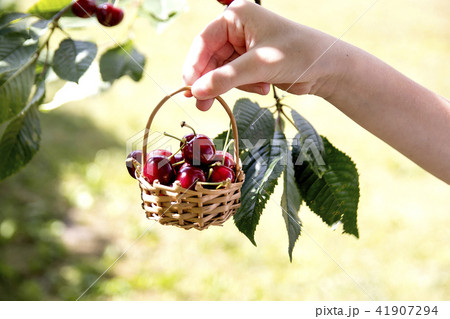 Hands holding freshly picked cherries Hands holding freshly picked cherries 41907294