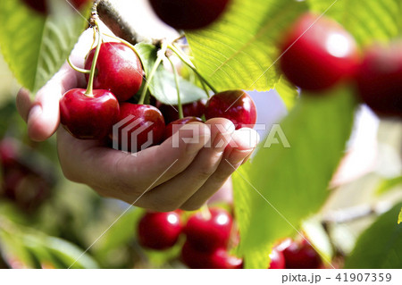 hand holding the fresh cherries hand holding the fresh cherries 41907359