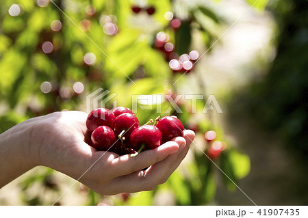 hand holding the fresh cherries hand holding the fresh cherries 41907435