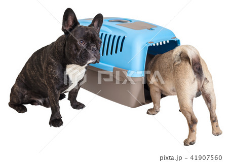 French Bulldog  an animal carrier and pug 41907560