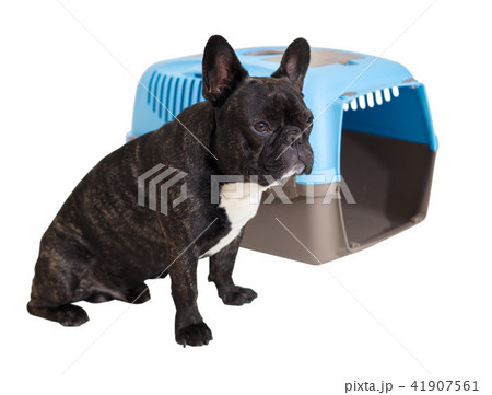 French Bulldog sitting next to an animal carrier 41907561