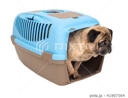 Pug dog in carrying 41907564
