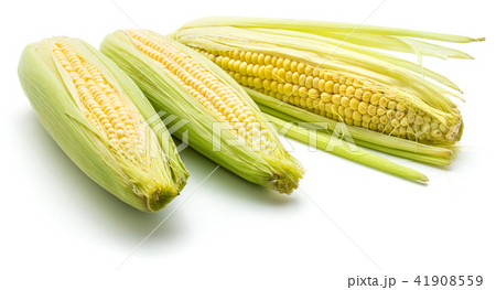 Fresh corn isolated on white 41908559