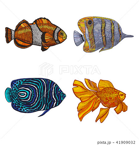 Colored Set of Fish in Hand-Drawn Style Colored Set of Fish in Hand-Drawn Style 41909032