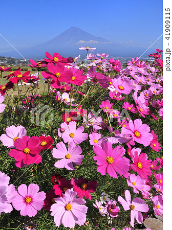 コスモスと富士山-222743 コスモスと富士山-222743 41909116