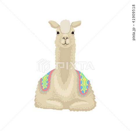 Beautiful white llama alpaca animal lying vector Illustration on a white background 41909518
