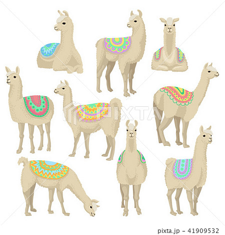 Graceful White Llama Set Alpaca Animal In のイラスト素材