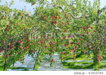 リンゴの樹 リンゴの樹 41910764