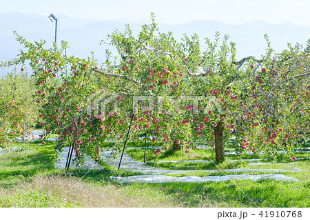 リンゴの樹 41910768