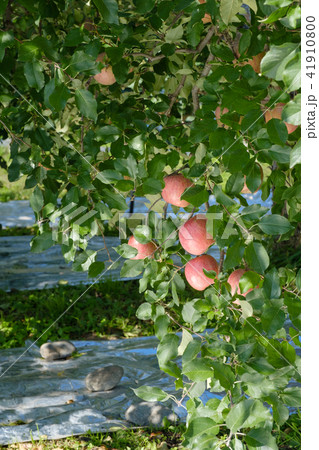 リンゴの樹 リンゴの樹 41910800