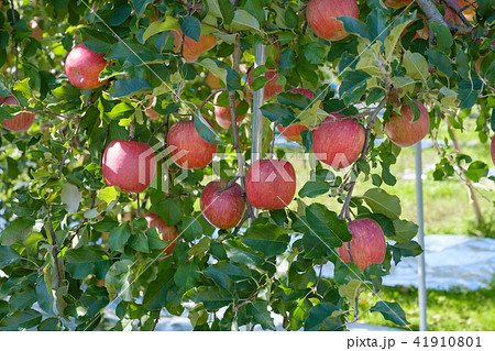 リンゴの樹 41910801