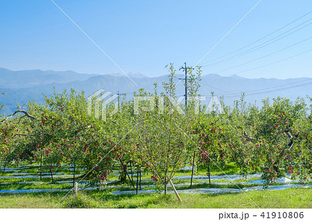 リンゴの樹 41910806