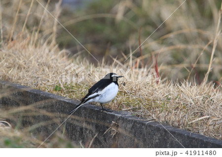 田んぼ横の側溝に佇む一羽のセグロセキレイ 41911480