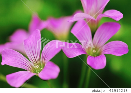 ムラサキカタバミの花の写真素材