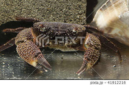 イボイワオオギガニの写真素材