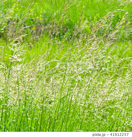 Perfect green background by the fresh grass Perfect green background by the fresh grass 41912257