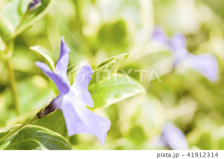 ツルニチニチソウの花 ツルニチニチソウの花 41912314