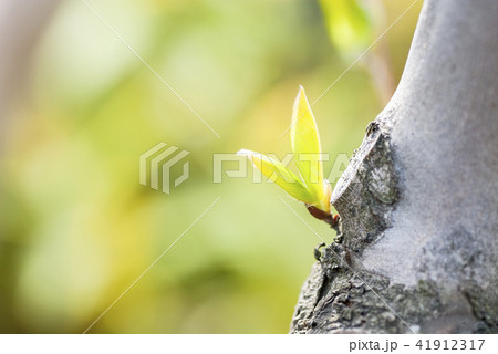シャラの木の新芽 41912317