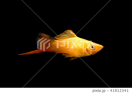 サンセットソードテール サンセットソードテール 41912341