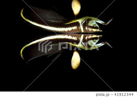 ブラックアロワナの幼魚 ブラックアロワナの幼魚 41912344