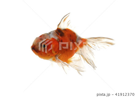 アズマニシキ アズマニシキ 41912370