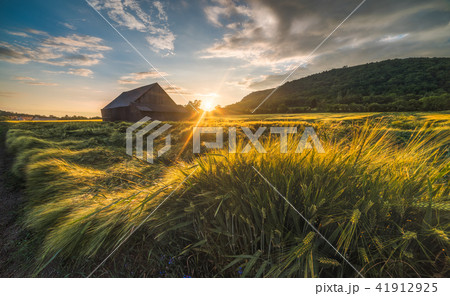 Old Shack in the Field 41912925
