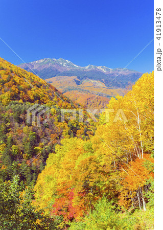 紅葉の乗鞍岳（縦） 41913478