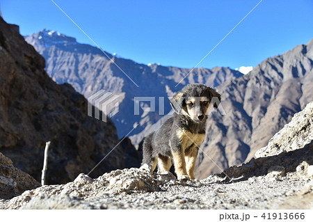インドのヒマラヤ山岳地帯 スピティ谷のダンカル村 可愛い子犬と美しい山々の写真素材