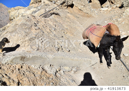 インドのヒマラヤ山岳地帯 スピティ谷のダンカル村 働くロバと見守る子犬 インドのヒマラヤ山岳地帯 スピティ谷のダンカル村 働くロバと見守る子犬 41913673