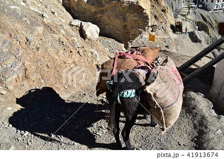 インドのヒマラヤ山岳地帯 スピティ谷のダンカル村 重い荷物を運ぶロバ インドのヒマラヤ山岳地帯 スピティ谷のダンカル村 重い荷物を運ぶロバ 41913674