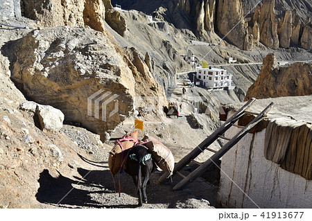 インドのヒマラヤ山岳地帯 スピティ谷のダンカル村 重い荷物を運ぶロバの写真素材