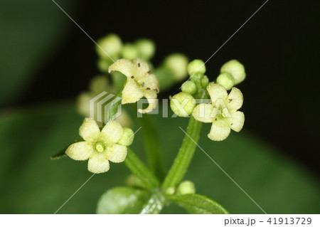 自然　植物　アカネ、花です。夏から秋にかけて枝分かれした茎先に次々と小さな花が咲きます 41913729
