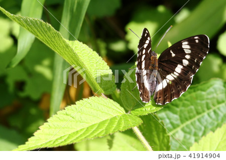 アサマイチモンジ 41914904