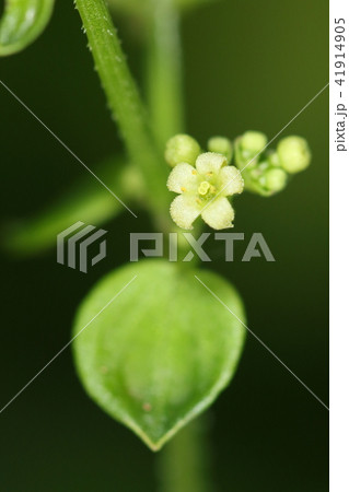 自然 植物 アカネ、茎には下向きの細かいトゲ。これで他の植物に絡みつきます 自然 植物 アカネ、茎には下向きの細かいトゲ。これで他の植物に絡みつきます 41914905