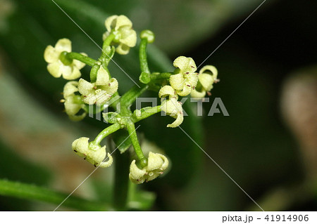 自然　植物　アカネ、花です。時間がたつと葯が黒ぽくなり花びらは反り返りが強くなるようです 41914906
