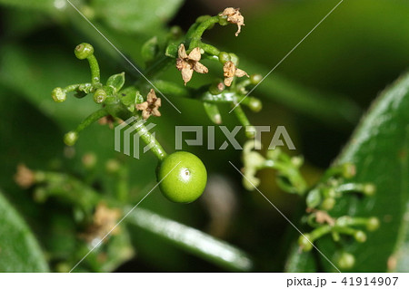自然 植物 アカネ、若い果実。結実する確率はあまり高くないように見えます。秋には黒く熟します 自然 植物 アカネ、若い果実。結実する確率はあまり高くないように見えます。秋には黒く熟します 41914907