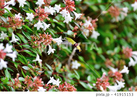 ホバリングしながら食事をするオオスカシバ 41915153