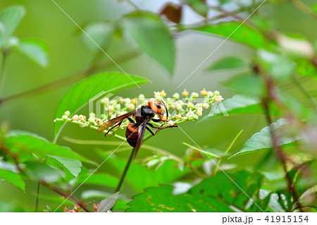 休憩中の獰猛なスズメバチ 41915154