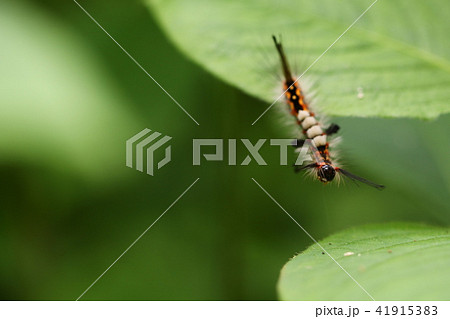 ヒメシロモンドクガ に似た幼虫 41915383