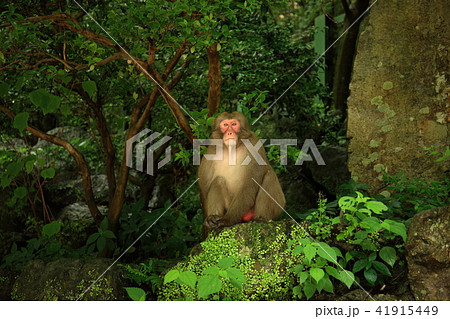 箕面の滝より 箕面の滝より 41915449