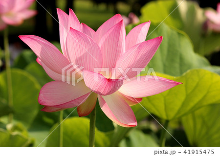 「古代蓮の里」を華やかに彩るピンクの蓮の花(1) 41915475