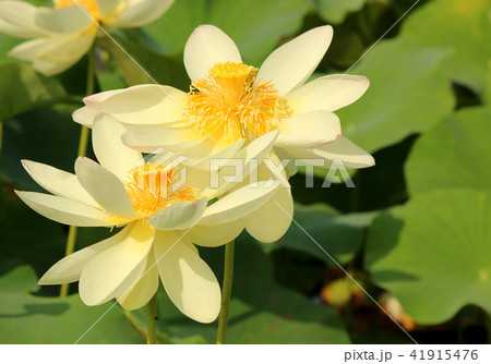 夏の日差しを浴びる淡いベージュ色の蓮の花(1)の写真素材 [41915476] - PIXTA