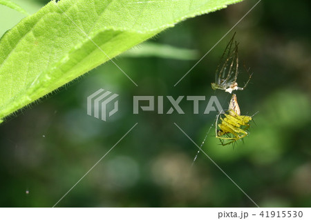 ササグモの脱皮 41915530