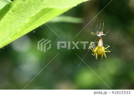 ササグモの脱皮 41915533