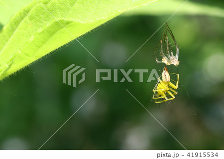 ササグモの脱皮 41915534