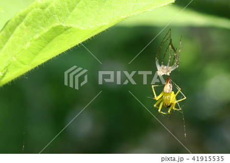 ササグモの脱皮 41915535